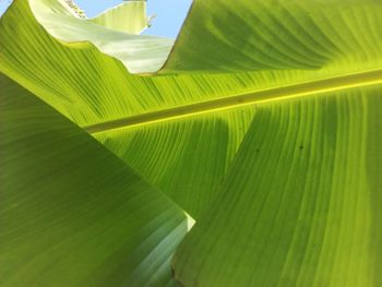 Close-up of leaf on plant