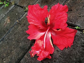 High angle view of red hibiscus flower