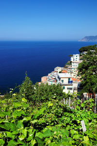 Trees by buildings at manarola sea against clear blue sky