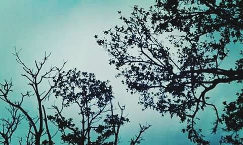 Low angle view of trees against sky