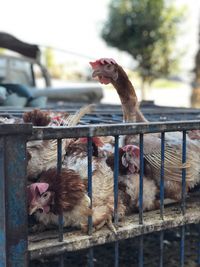 View of birds on a fence