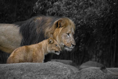 Father and son lions