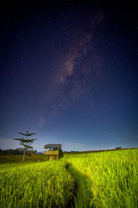 Milky way and rice field