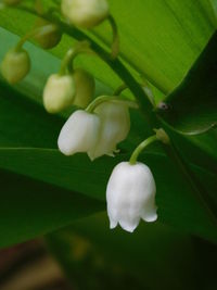 Close-up of white flowering plant