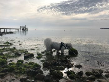 Dog on beach against sky