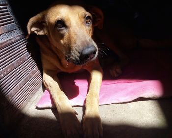 Close-up portrait of dog sitting on floor