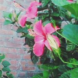 Close-up of pink flowers