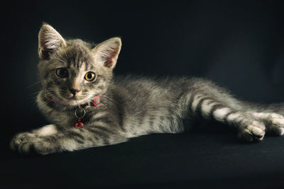 Close-up portrait of kitten