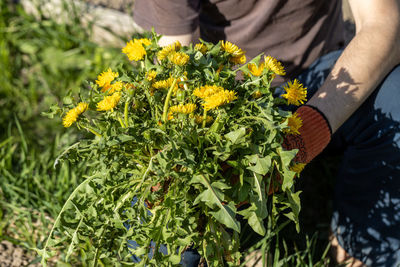 Gardeners hand holding a weed bunch, dandelion plant with large roots system.