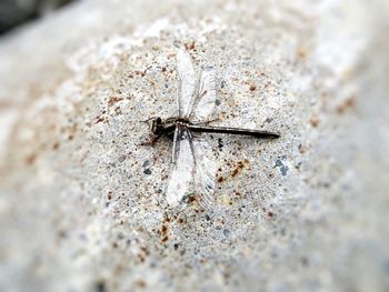 Close-up of spider