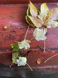 Close-up of dried leaves on table