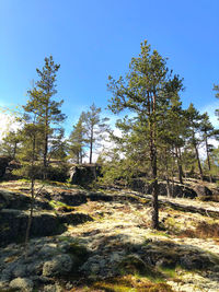 Trees in forest against clear blue sky
