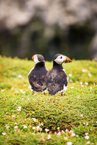 Puffin in