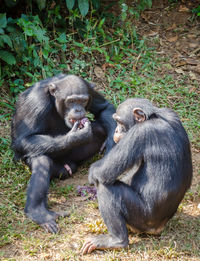 Monkey sitting on field