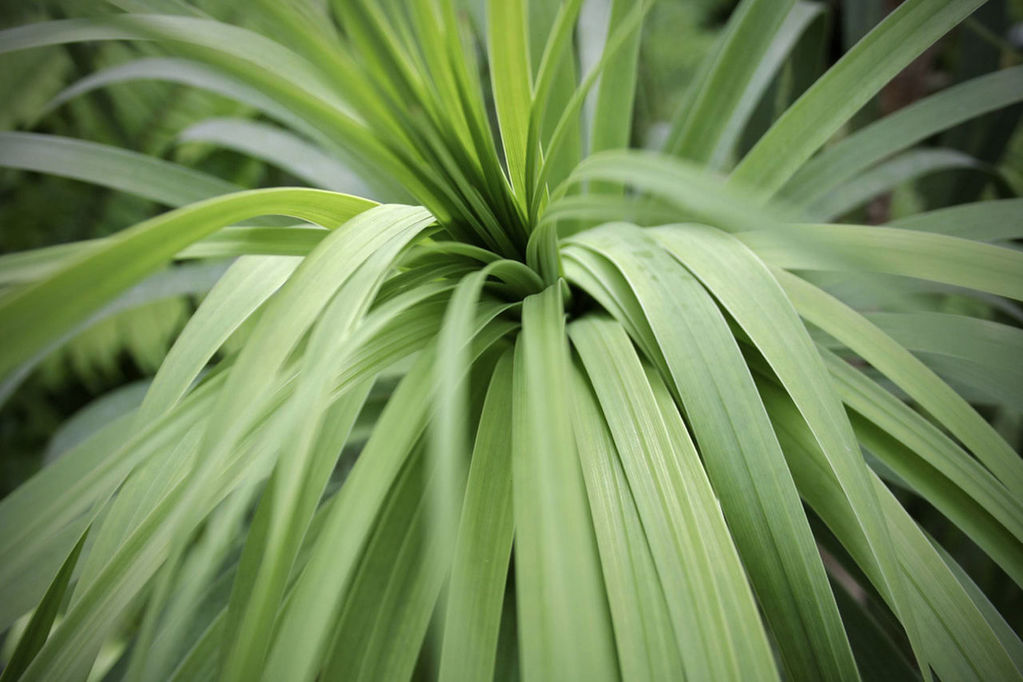 CLOSE-UP OF PLANT LEAVES