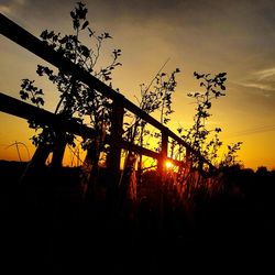 Silhouette plants against sky during sunset