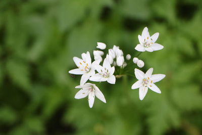 Close-up of white flowering plant