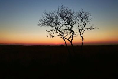 Silhouette of bare tree at sunset