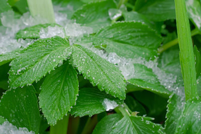 leaf