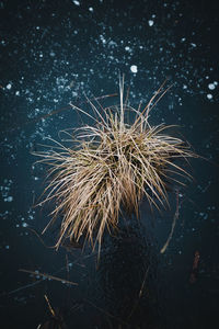 Close-up of wilted plant in sea at night