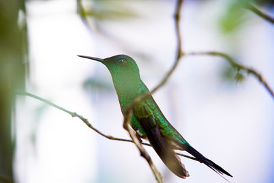 Close-up of bird perching on branch