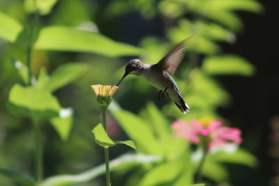 Close-up of bird flying