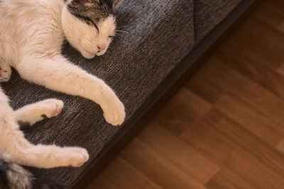High angle view of cat lying on hardwood floor