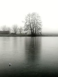 View of birds in water