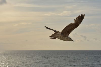 Bird flying over sea against sky