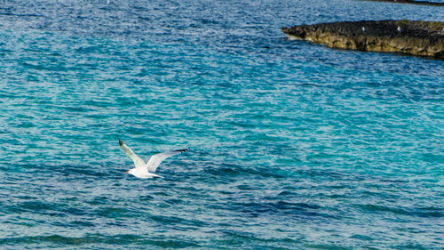 Bird flying over sea