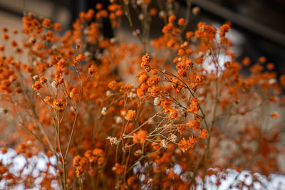 Close-up of orange flowering plants on field during autumn