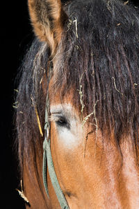 Close-up portrait of horse against black background