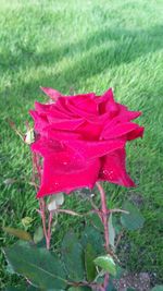 Close-up of red rose blooming in field