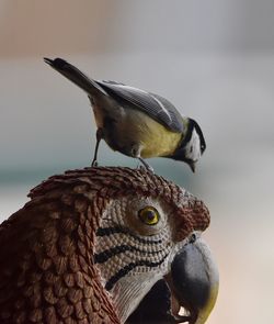 Close-up of bird perching outdoors