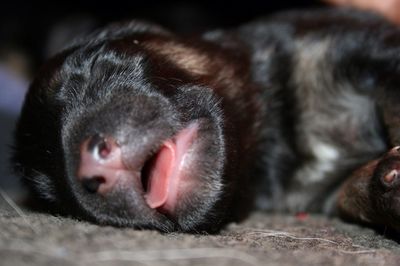 Close-up of puppy sleeping