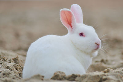 Rabbit on field