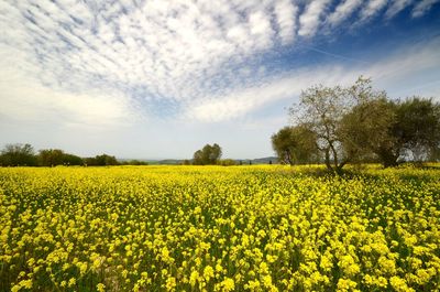 Scenic view of oilseed rape field against sky