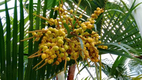 Low angle view of fruits hanging on tree