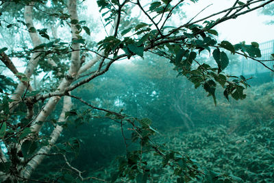 Low angle view of trees against sky