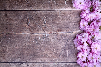 Directly above shot of pink flowering plants on wall