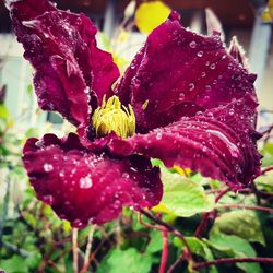 Close-up of flower blooming outdoors