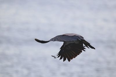 Flying in the sea