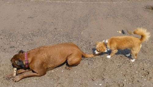 High angle view of a dog lying on land