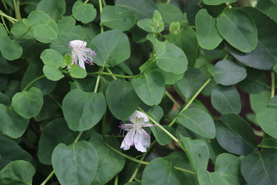 leaf