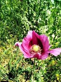 Close-up of pink flower on field