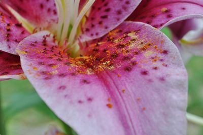 Close-up of flower