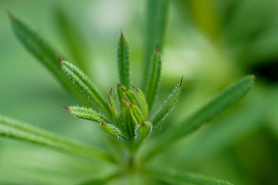 Close-up of succulent plant