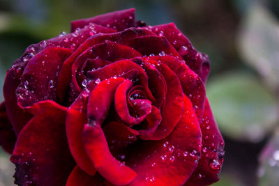 Close-up of wet red rose