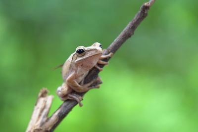 Close-up of a lizard on branch