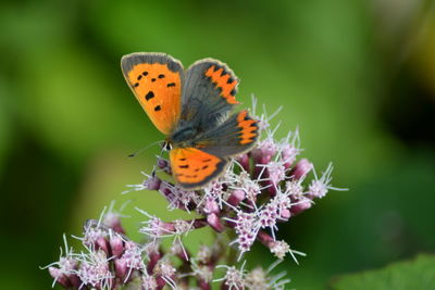 Close-up of butterfly pollinating on purple flower